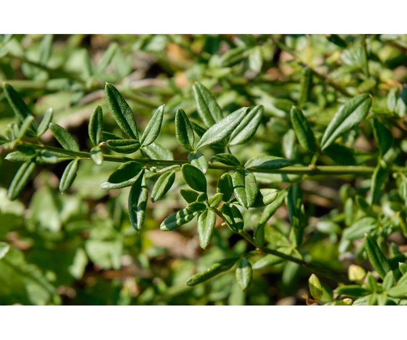 Winter Jasmine